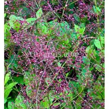 fameflower Seeds  ,Succulent ,Perennial herb - Caribbean garden seed