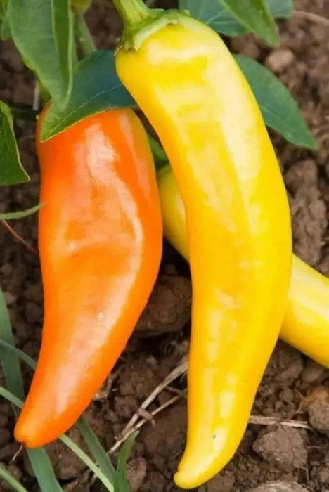 Feher Ozon Paprika ,Pepper Seeds, Capsicum annuum - Caribbean garden seed
