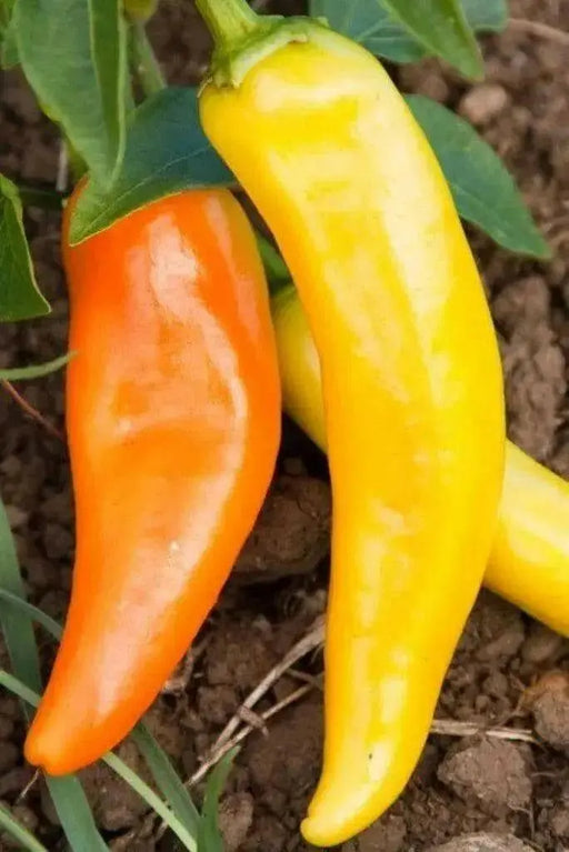 Feher Ozon Paprika ,Pepper Seeds, Capsicum annuum - Caribbean garden seed