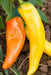 Feher Ozon Paprika ,Pepper Seeds, Capsicum annuum - Caribbean garden seed