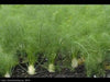 FENNEL HERB SEEDS - Caribbean garden seed