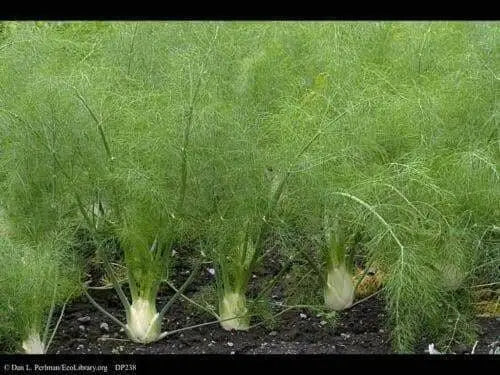 FENNEL HERB SEEDS - Caribbean garden seed