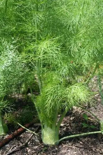 FENNEL HERB SEEDS - Caribbean garden seed