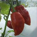 FINGER CLIP , HOT Pepper Seeds, Capsicum chinense - Caribbean garden seed