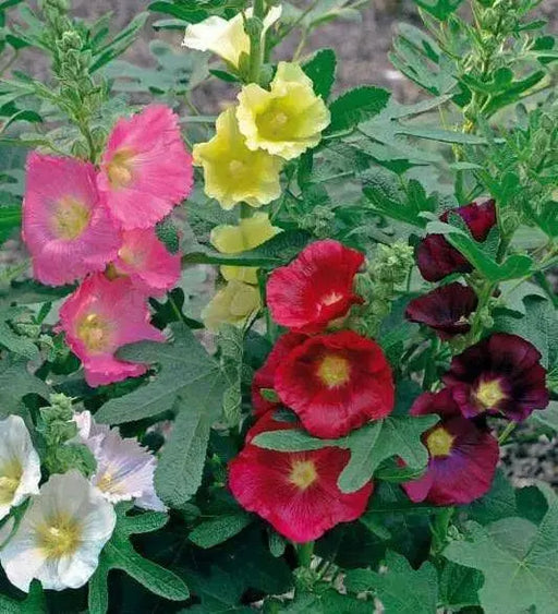 Fig-leaf Hollyhock SEEDS 'Las Vegas' (MIXED) PERENNIAL FLOWERS - Caribbean garden seed