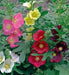 Fig-leaf Hollyhock SEEDS 'Las Vegas' (MIXED) PERENNIAL FLOWERS - Caribbean garden seed