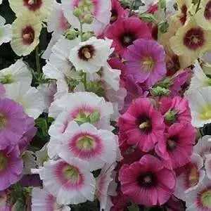 Fig-leaf Hollyhock SEEDS 'Las Vegas' (MIXED) PERENNIAL FLOWERS - Caribbean garden seed