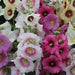 Fig-leaf Hollyhock SEEDS 'Las Vegas' (MIXED) PERENNIAL FLOWERS - Caribbean garden seed