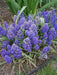 Fantasy Creation’ Grape hyacinth, fall planting bulbs - Caribbean garden seed
