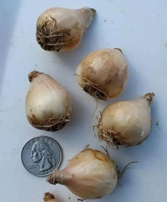 Fantasy Creation’ Grape hyacinth, fall planting bulbs - Caribbean garden seed