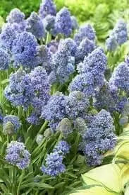 Fantasy Creation’ Grape hyacinth, fall planting bulbs - Caribbean garden seed