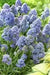 Fantasy Creation’ Grape hyacinth, fall planting bulbs - Caribbean garden seed