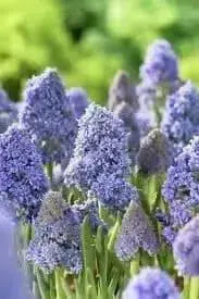 Fantasy Creation’ Grape hyacinth, fall planting bulbs - Caribbean garden seed