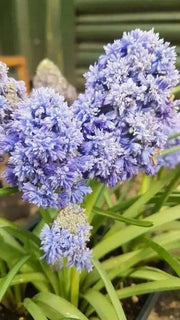 Fantasy Creation’ Grape hyacinth, fall planting bulbs - Caribbean garden seed