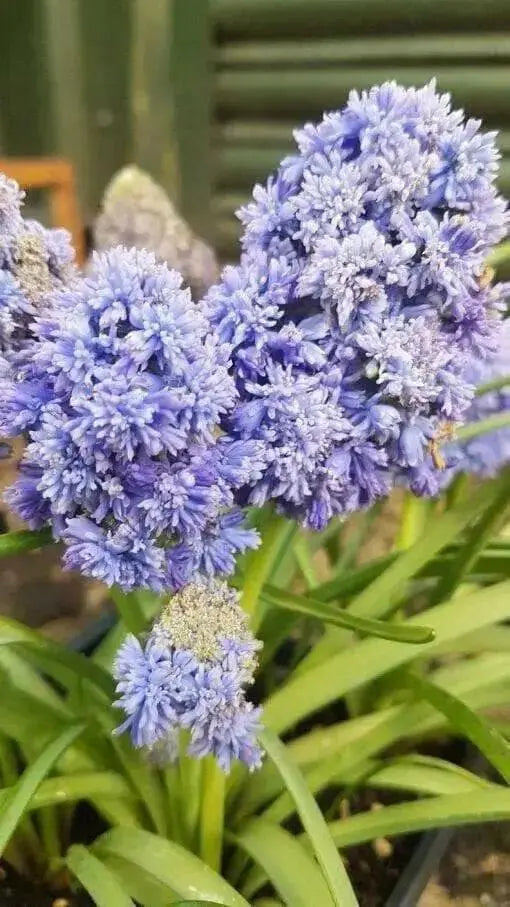 Fantasy Creation’ Grape hyacinth, fall planting bulbs - Caribbean garden seed
