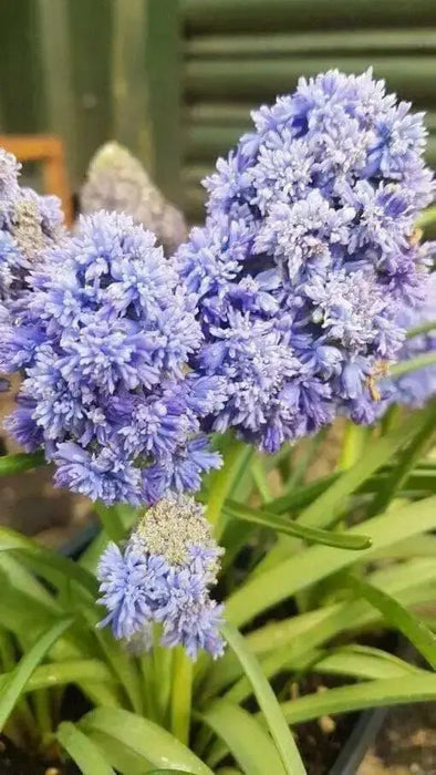 Fantasy Creation’ Grape hyacinth, fall planting bulbs - Caribbean garden seed