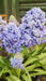 Fantasy Creation’ Grape hyacinth, fall planting bulbs - Caribbean garden seed