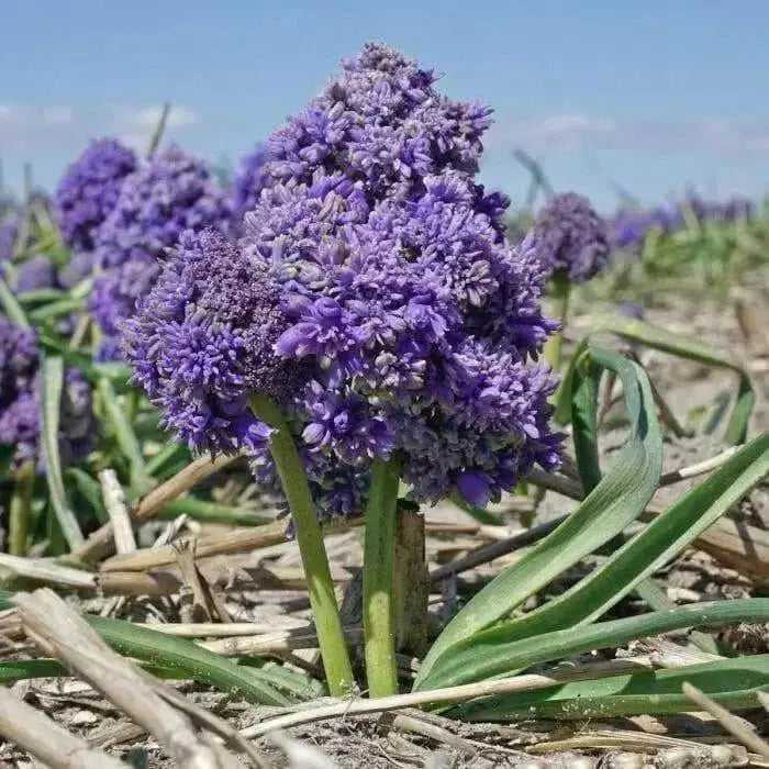 Fantasy Creation’ Grape hyacinth, fall planting bulbs - Caribbean garden seed