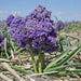 Fantasy Creation’ Grape hyacinth, fall planting bulbs - Caribbean garden seed