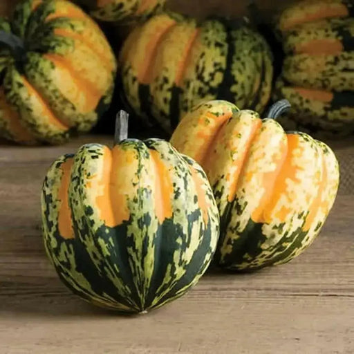 Festival F1 Hybrid Winter Squash Seeds - Caribbean garden seed