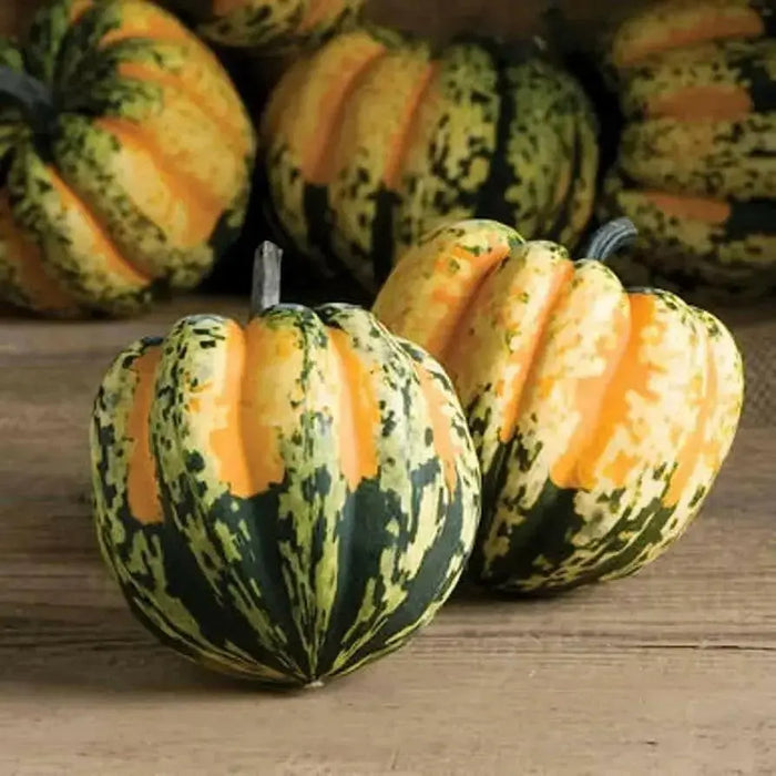 Festival F1 Hybrid Winter Squash Seeds - Caribbean garden seed