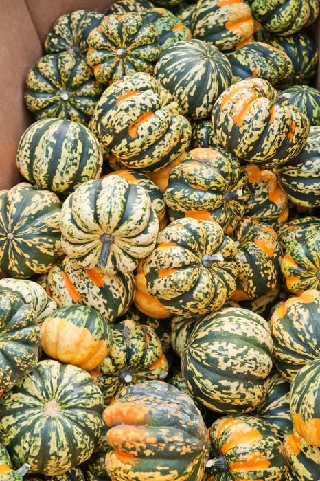 Festival F1 Hybrid Winter Squash Seeds - Caribbean garden seed