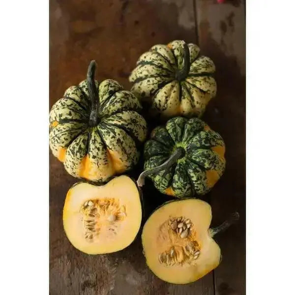 Festival F1 Hybrid Winter Squash Seeds - Caribbean garden seed