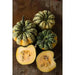 Festival F1 Hybrid Winter Squash Seeds - Caribbean garden seed
