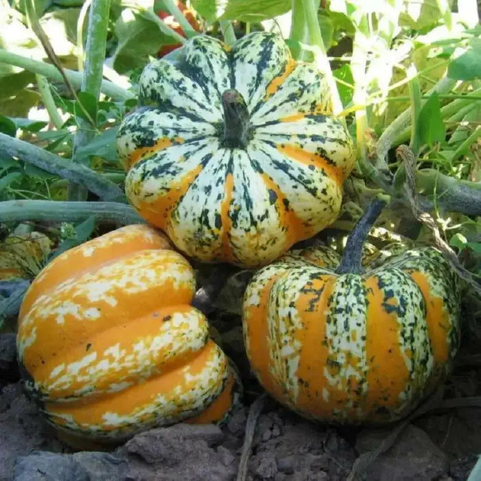 Festival F1 Hybrid Winter Squash Seeds - Caribbean garden seed