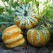 Festival F1 Hybrid Winter Squash Seeds - Caribbean garden seed