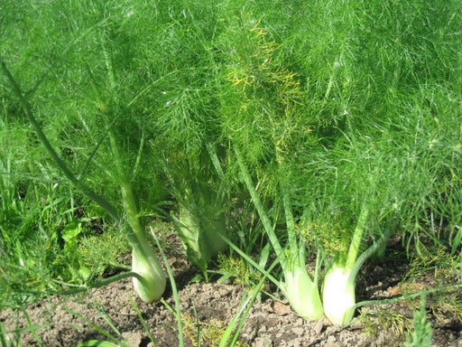 Fennel (Foeniculum Vulgare Florence), Herb Seed , Organic, Easy to grow,All parts of this herb are aromatic and delicious! - Caribbean garden seed