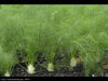 Fennel (Foeniculum Vulgare Florence), Herb Seed , Organic, Easy to grow,All parts of this herb are aromatic and delicious! - Caribbean garden seed