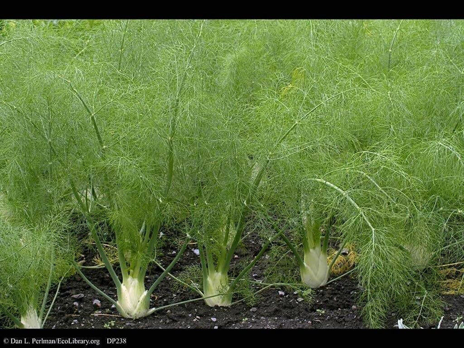 Fennel (Foeniculum Vulgare Florence), Herb Seed , Organic, Easy to grow,All parts of this herb are aromatic and delicious! - Caribbean garden seed