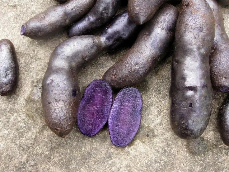 FINGERLING POTATO ( PURPLE MAGIC ) NON - GMO VEGETABLE - Caribbean garden seed