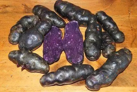 FINGERLING POTATO ( PURPLE MAGIC ) NON - GMO VEGETABLE - Caribbean garden seed