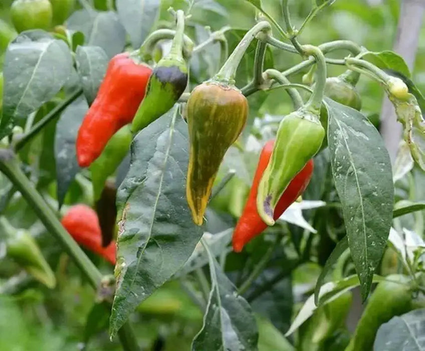 Fish Pepper ( LIVE  PLANT) HEIRLOOM, READY FOR YOUR GARDEN - Caribbean garden seed