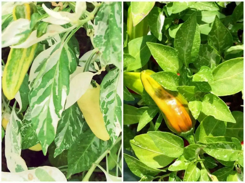 Fish Pepper ( LIVE  PLANT) HEIRLOOM, READY FOR YOUR GARDEN - Caribbean garden seed