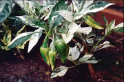 Fish Pepper ( LIVE  PLANT) HEIRLOOM, READY FOR YOUR GARDEN - Caribbean garden seed