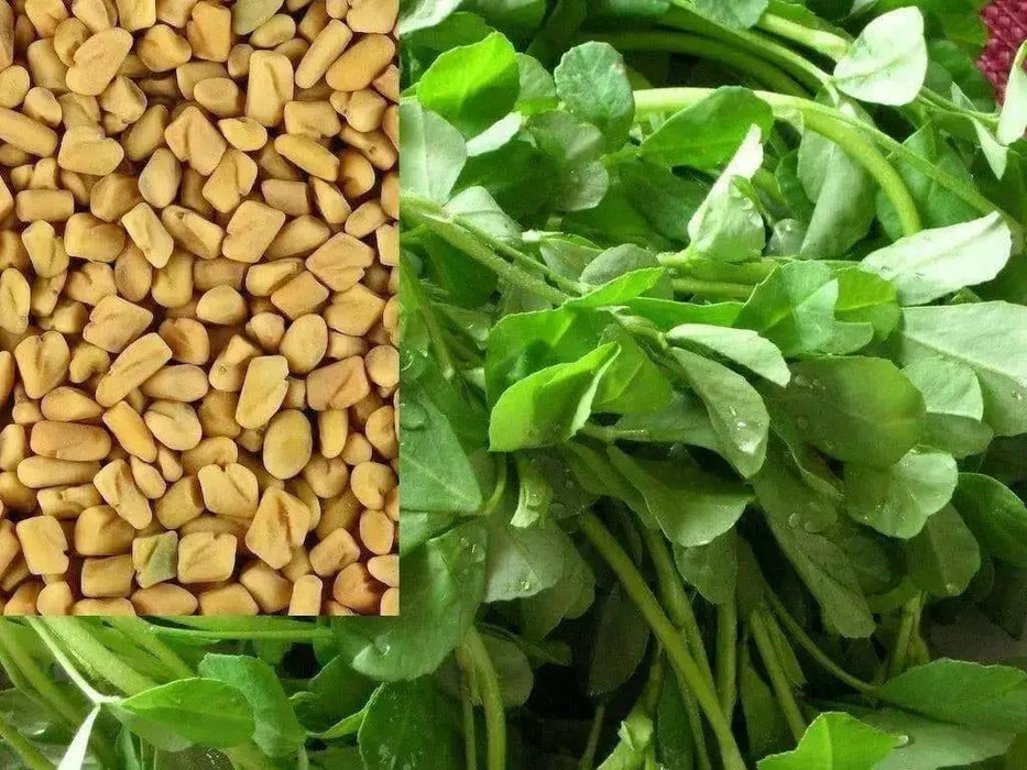 Fenugreek Seed (Trigonella foenum-graecumme) culinary herb , ! - Caribbean garden seed