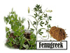 Fenugreek Seed (Trigonella foenum-graecumme) culinary herb , ! - Caribbean garden seed