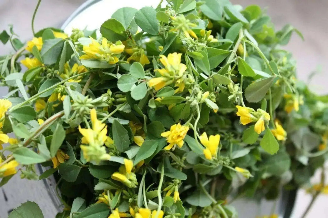 Fenugreek Seed (Trigonella foenum-graecumme) culinary herb , ! - Caribbean garden seed