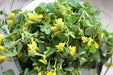 Fenugreek Seed (Trigonella foenum-graecumme) culinary herb , ! - Caribbean garden seed