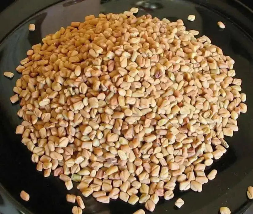 Fenugreek Seed (Trigonella foenum-graecumme) culinary herb , ! - Caribbean garden seed