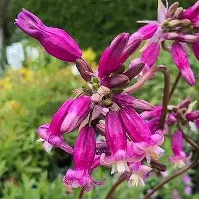 Firecracker Flower (BULBS) Pink Surprise - Caribbean garden seed