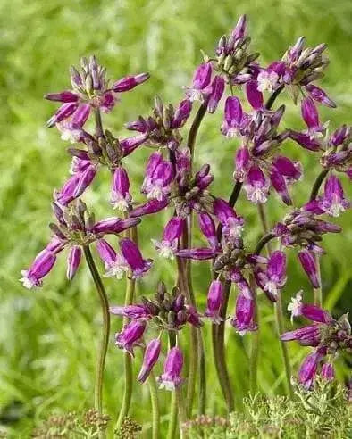 Firecracker Flower (BULBS) Pink Surprise - Caribbean garden seed