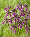 Firecracker Flower (BULBS) Pink Surprise - Caribbean garden seed