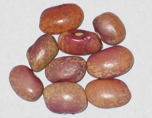Flor de Mayo Beans.Faded purple specks over cream-beige background.Bush/Dry bean from Central Mexico. - Caribbean garden seed