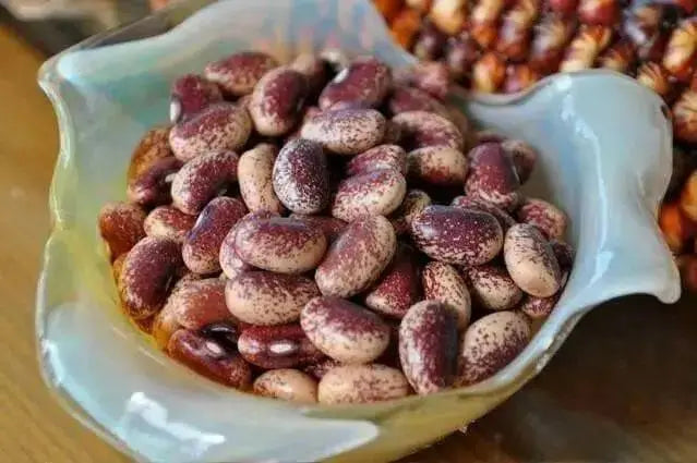 Flor de Mayo Beans.Faded purple specks over cream-beige background.Bush/Dry bean from Central Mexico. - Caribbean garden seed