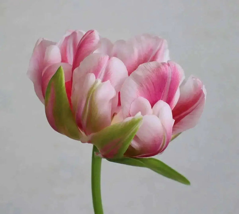 Fantasy Lady Tulip ,Double Late spring flowering ,fall bulbs - Caribbean garden seed