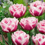 Fantasy Lady Tulip ,Double Late spring flowering ,fall bulbs - Caribbean garden seed